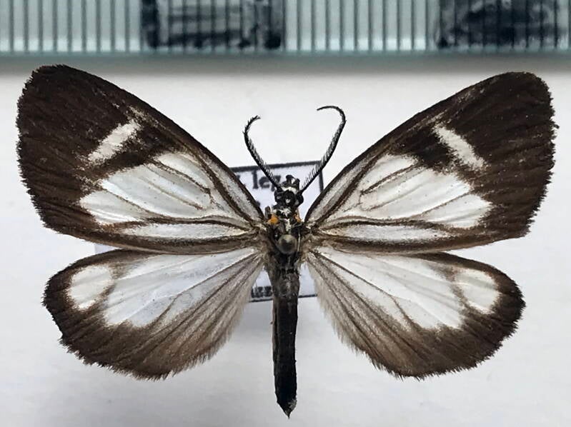euchonta_frigida_m_eq-standard.jpg