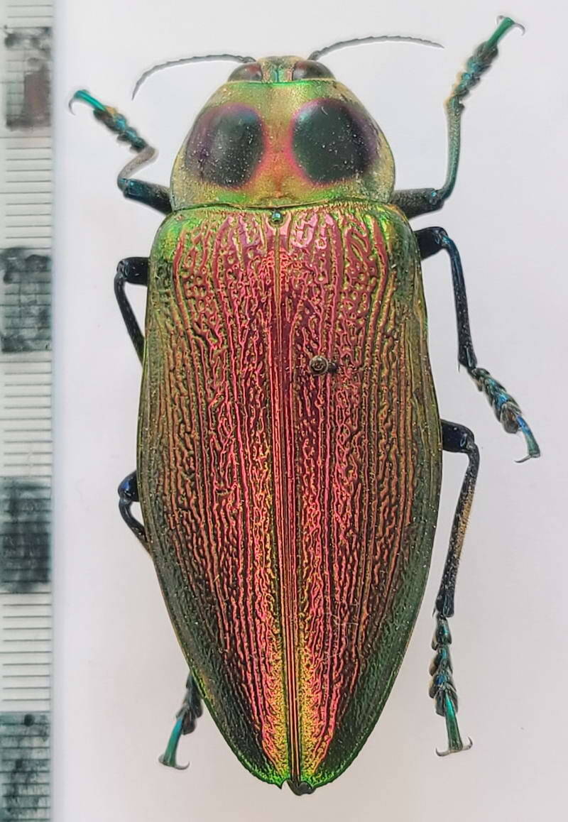 Euchroma gigantea 