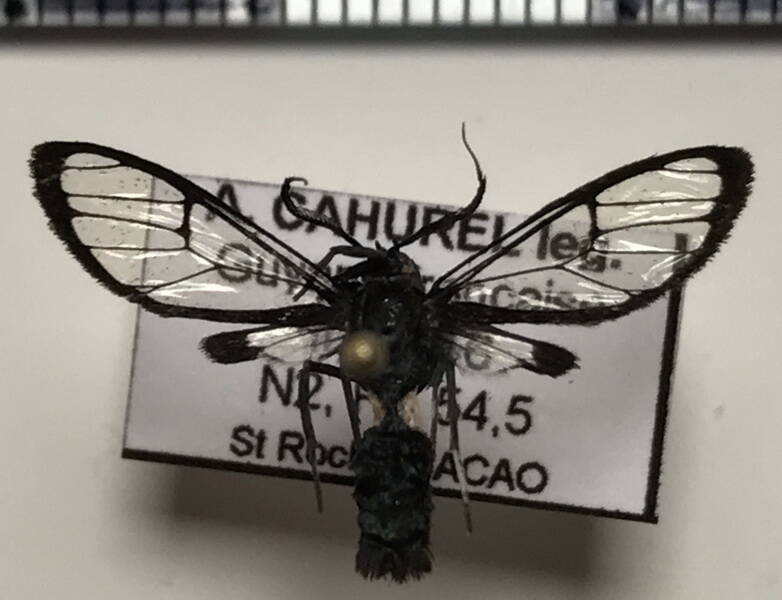 euchromiini_sp189_gf-standard.jpg