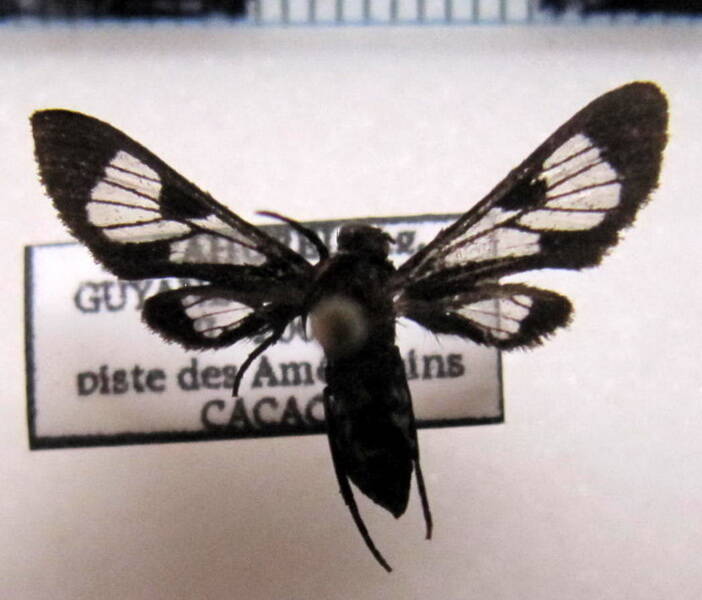 euchromiini_sp_gf-standard.jpg