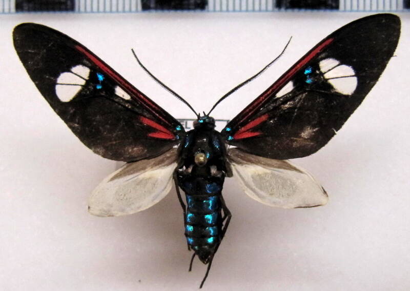 euclera_diversipennis_m_eq-standard.jpg