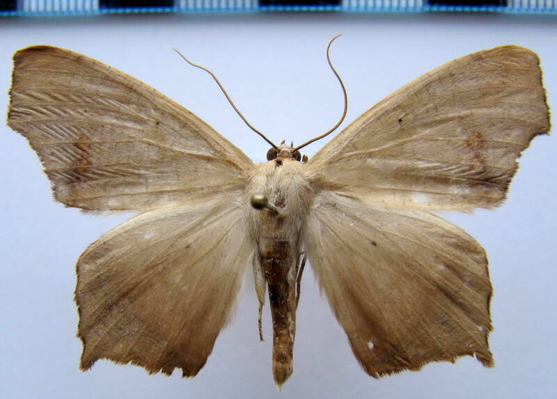euclysia_dentifascia__0-gf-standard.jpg