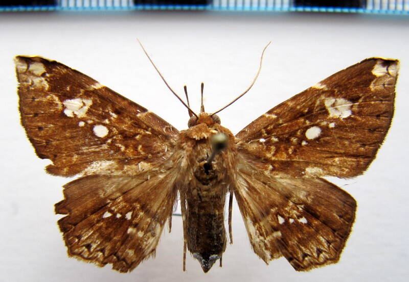 euclystis_isoa_01_gf-standard.jpg