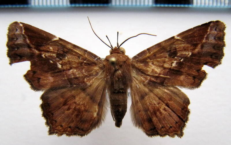 euclystis_sp01_gf-standard.jpg