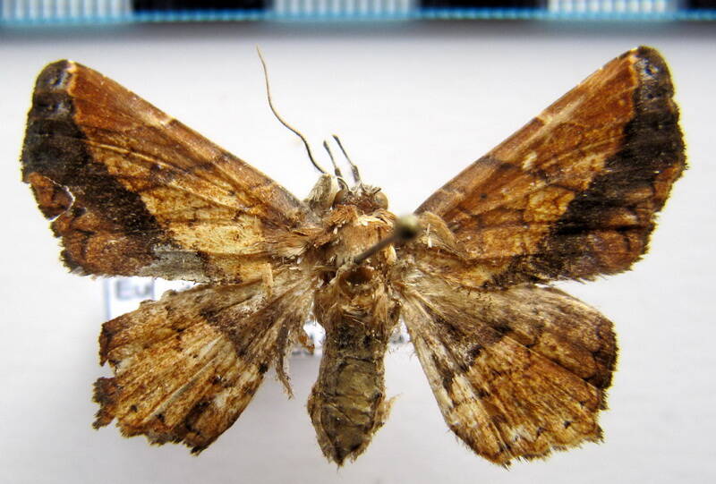 euclystis_sp02_gf-standard.jpg