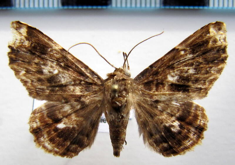 euclystis_sp03_gf-standard.jpg