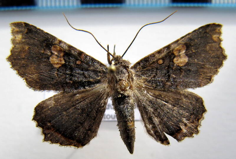 euclystis_sp05_gf-standard.jpg