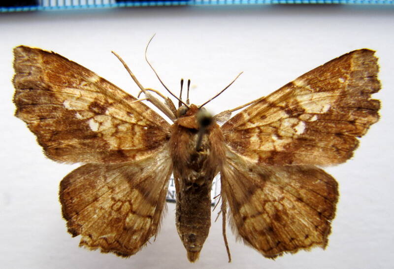 euclystis_sp07_f_gf-standard.jpg