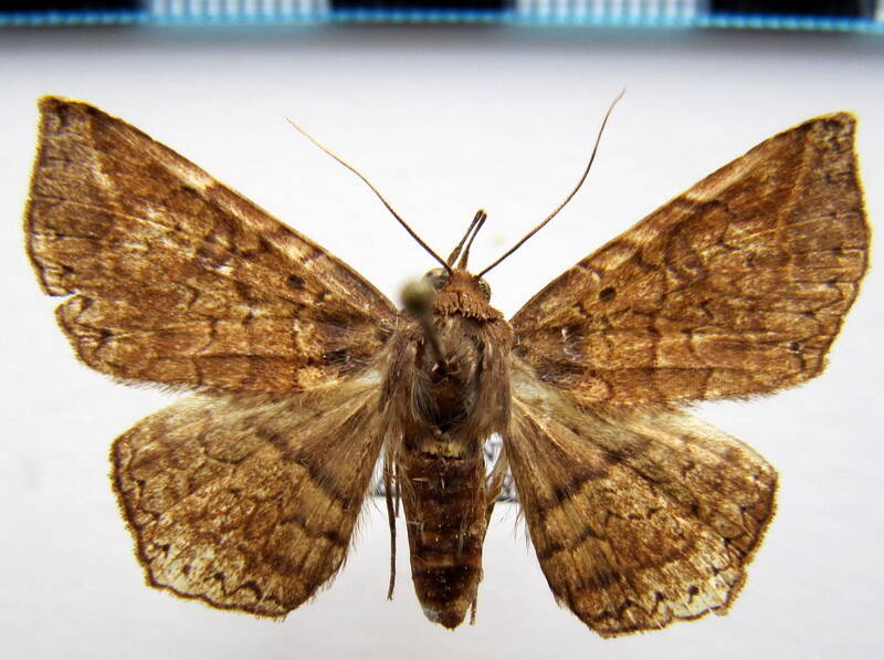 euclystis_sp07_m_gf-standard.jpg