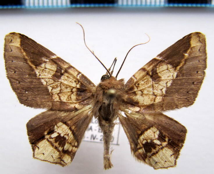 euclystis_sp08_bol-standard-eqoq6x.jpg