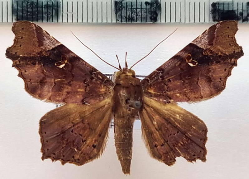 euclystis_sp1113_m_eq-standard.jpg