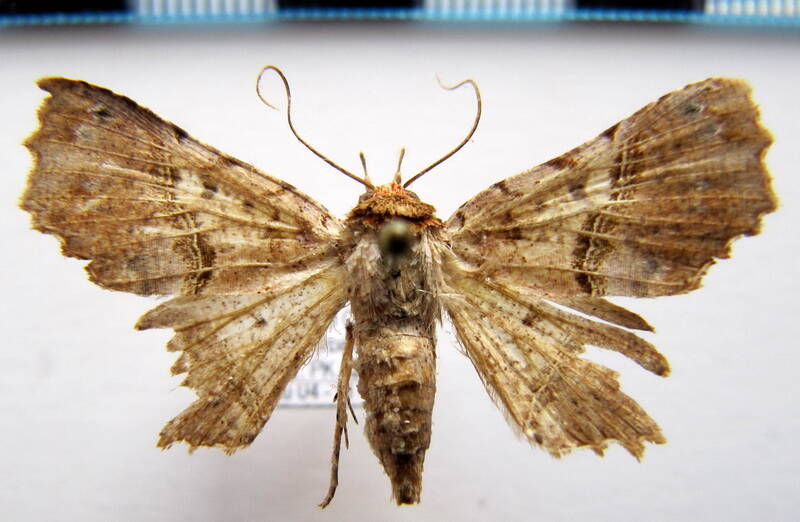 euclystis_sp12_gf-standard.jpg