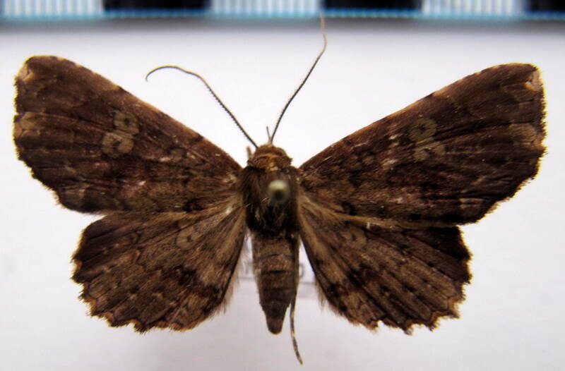 euclystis_sp13_bol-standard.jpg