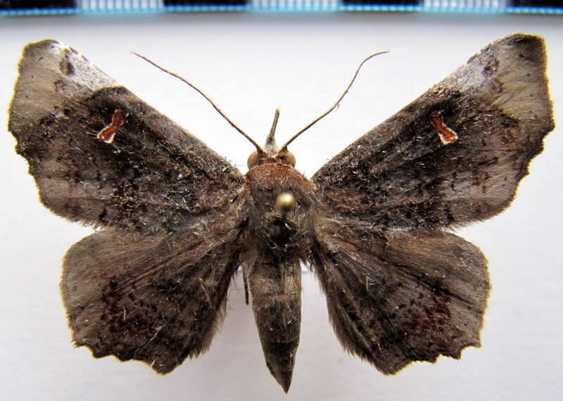 euclystis_sp633_gf-standard.jpg