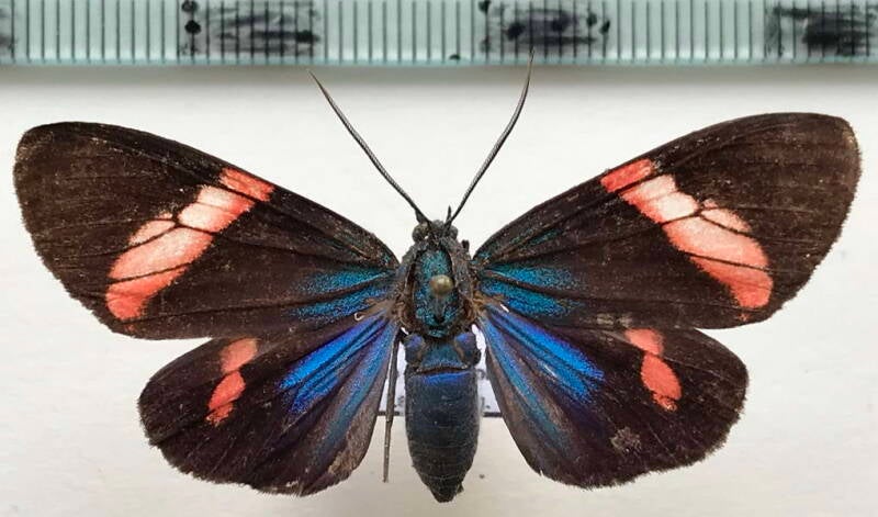 eucyane_glauca_m_gf-standard.jpg
