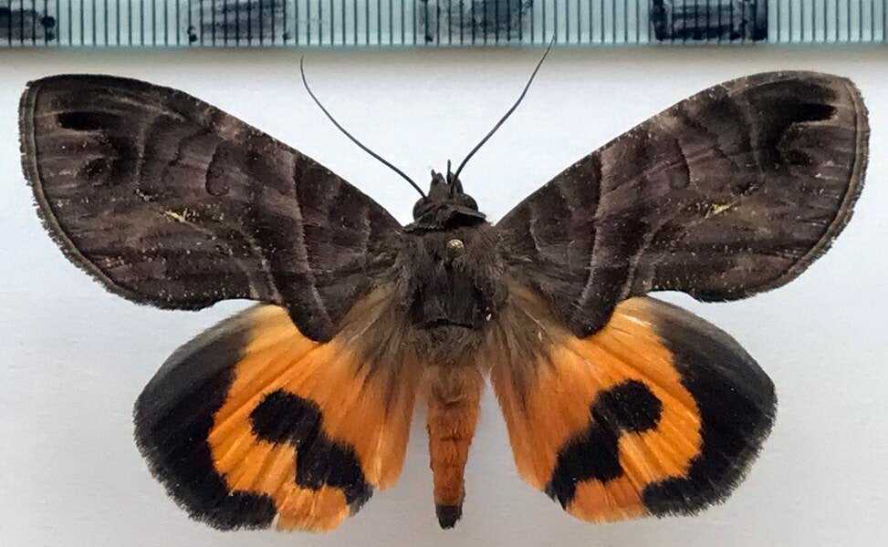 Eudocima memorans mâle Equateur