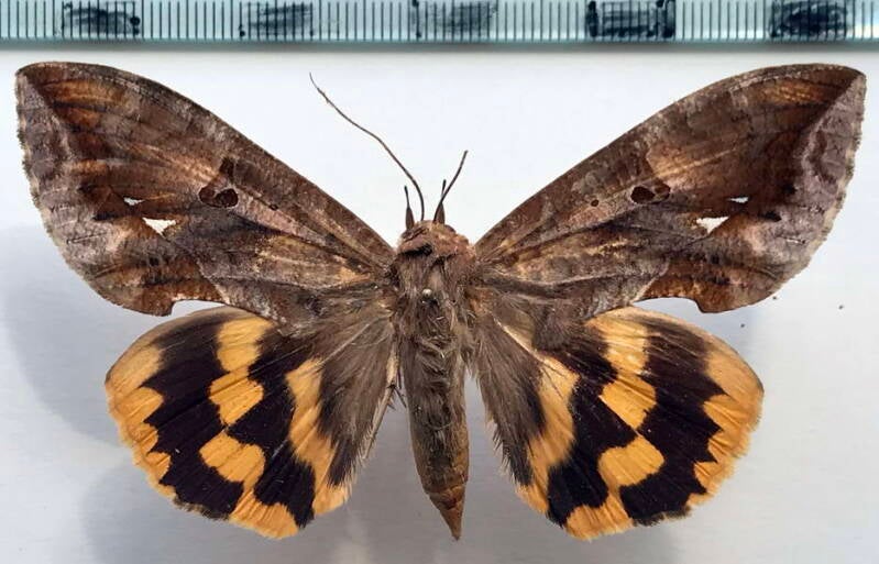 eudocima_procus_f_br-standard.jpg