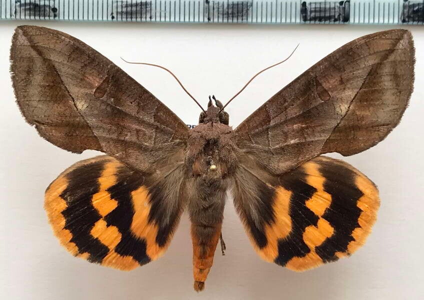 Eudocima procus mâle Equateur