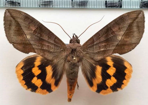 Eudocima procus mâle Equateur