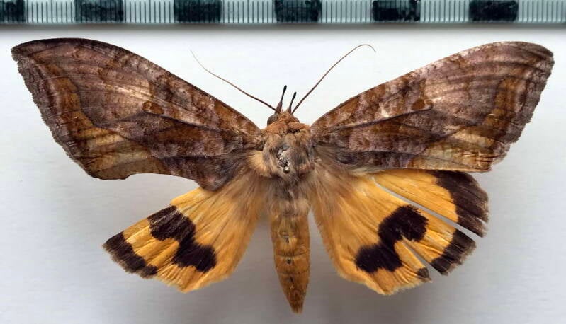 eudocima_serpentifera_f_gf-standard.jpg