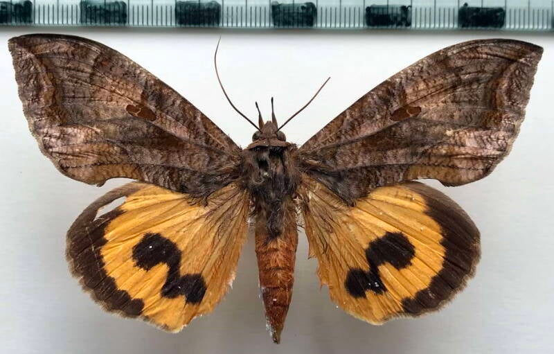 eudocima_serpentifera_f_mex-standard.jpg