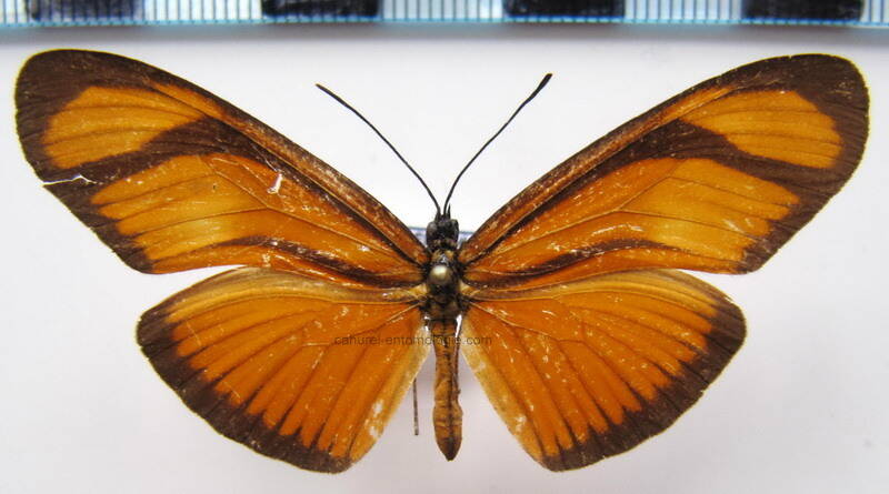 eueides_aliphera_Bresil