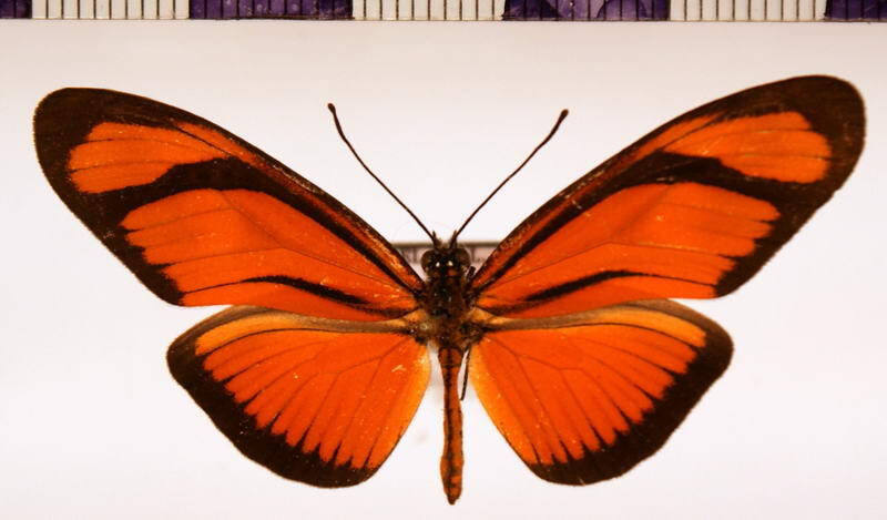 eueides_aliphera_Guyane fr