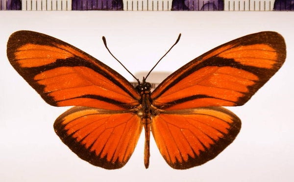 Eueides aliphera mâle A1-  Equateur