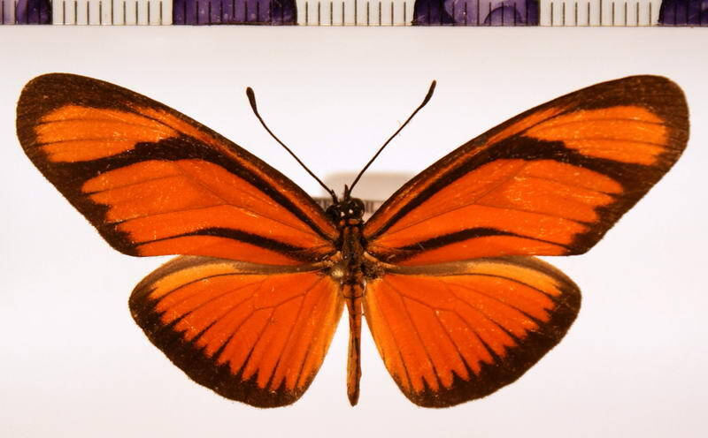 eueides_aliphera_Pérou