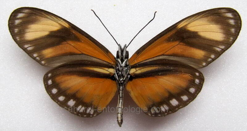 eueides_emsleyi_verso_Equateur