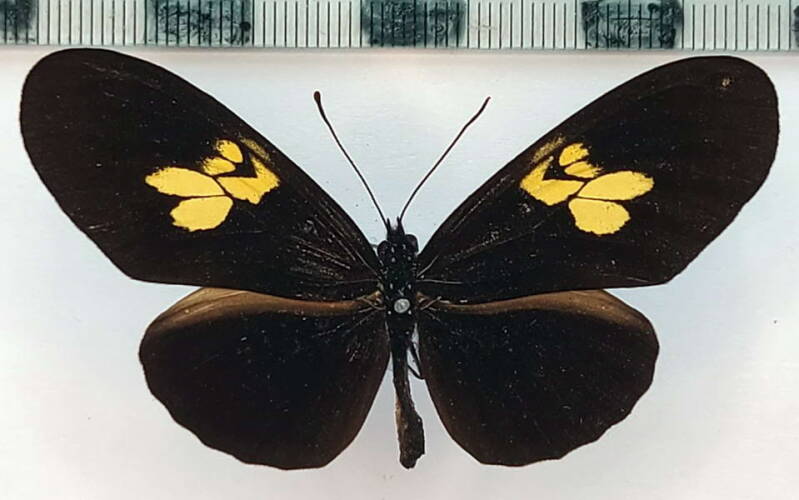 eueides_hel-heliconoides_f-aides_m-Pérou