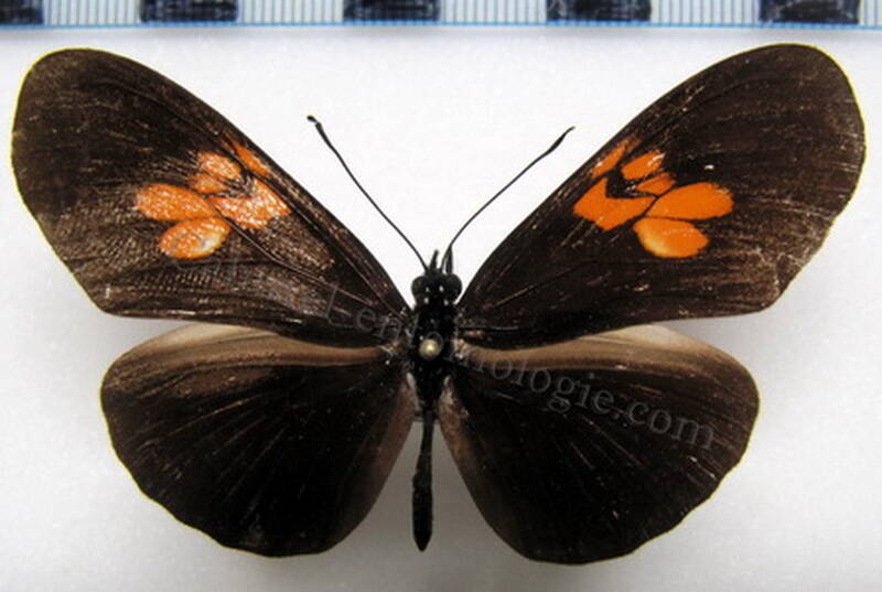 eueides_heliconoides_heliconioides_pluto--Pérou