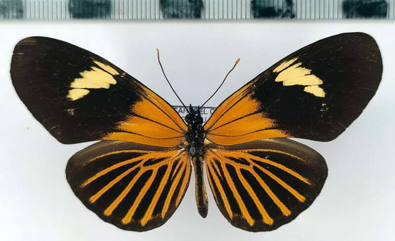 eueides_heliconoides_koenigi_f_Pérou