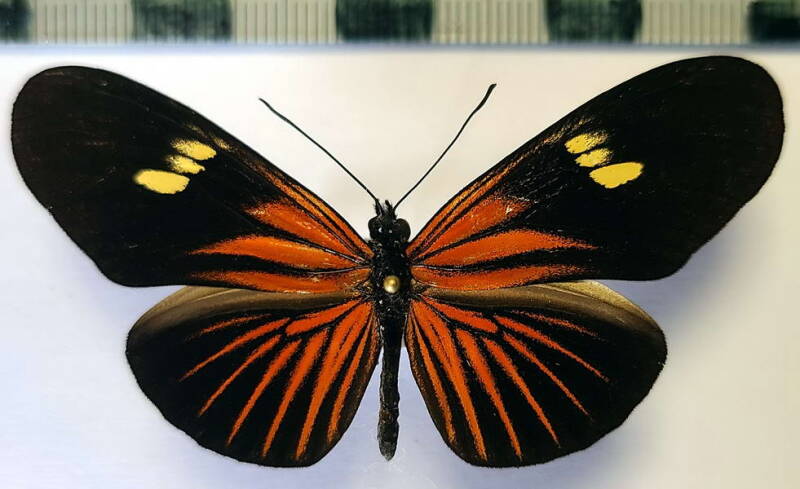 eueides_heliconoides_koenigi_m-Perou