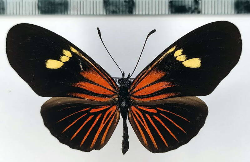 eueides_heliconoides_koenigi_m-Pérou