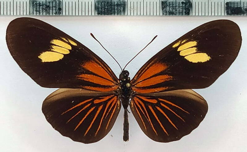 eueides_heliconoides_koenigi_m_Pérou