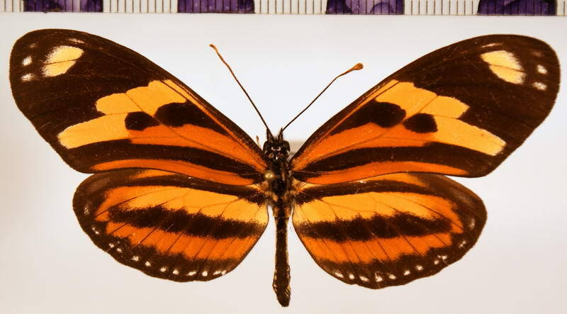 eueides_isabella_dianassa_f-Brésil