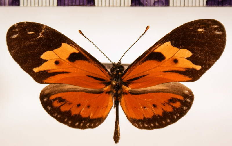 eueides_isabella_ecuadorensis_f-Equateur