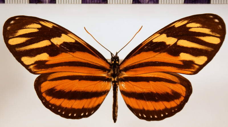 eueides_isabella_eva_f-