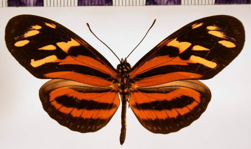 eueides_isabella_eva_m_Panama