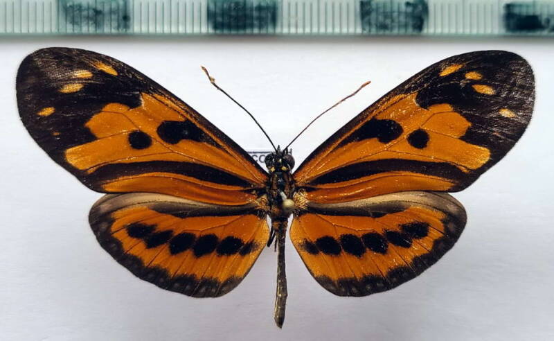 eueides_isabella_hippolinus_f-brunnea_m_Pérou