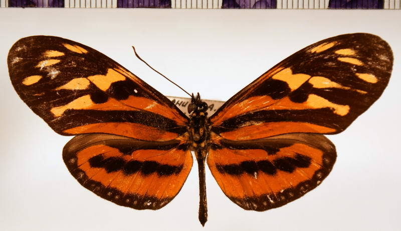 eueides_isabella_huebneri-Colombie