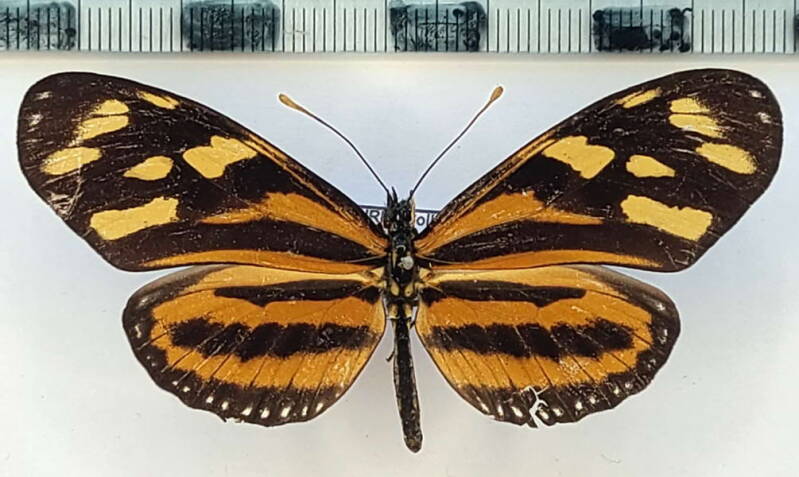 eueides_isabella_huebneri_f_Vénézuéla