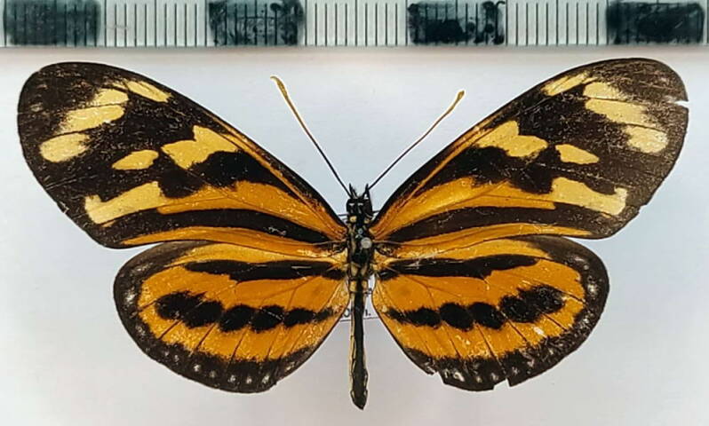 eueides_isabella_huebneri_m_Vénézuéla