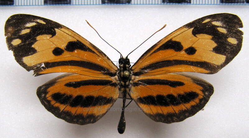 eueides_isabella_isabella_Guyane fr