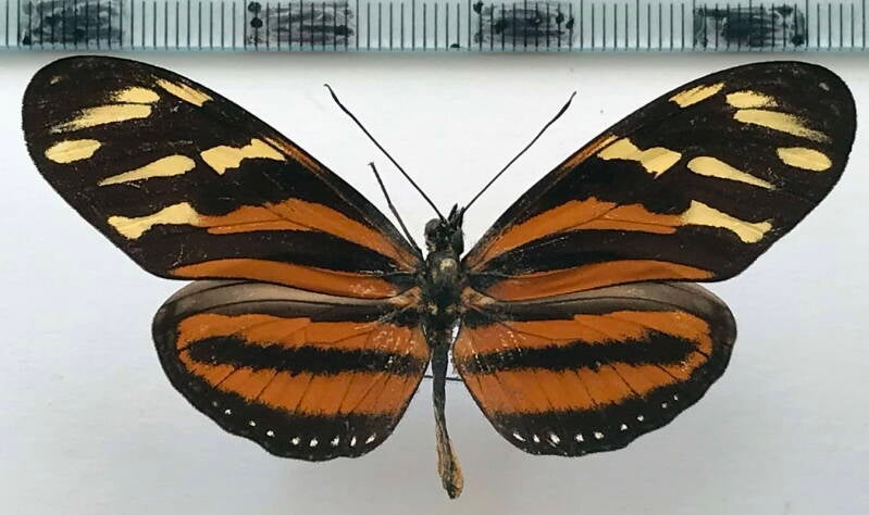 eueides_isabella_nigricornis_m_Costa Rica