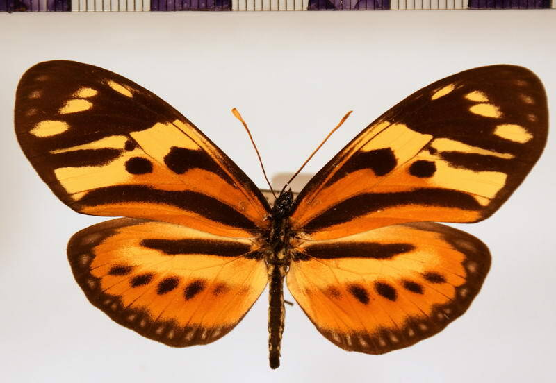 eueides_isabella_pellucidus_f-Bolivie