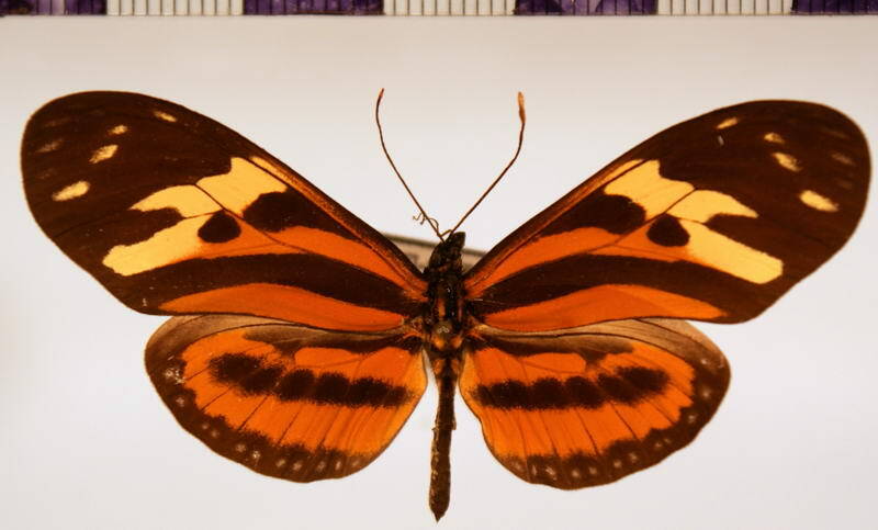 eueides_isabella_pellucidus_m-Bolivie