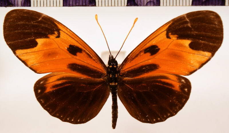 eueides_lampeto_fuliginosa_carbo-Bolivie