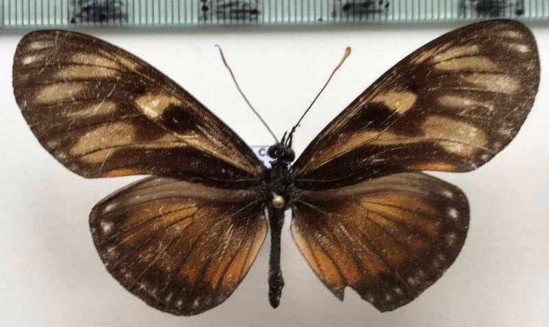 eueides_procula_euryaces_f_Equateur